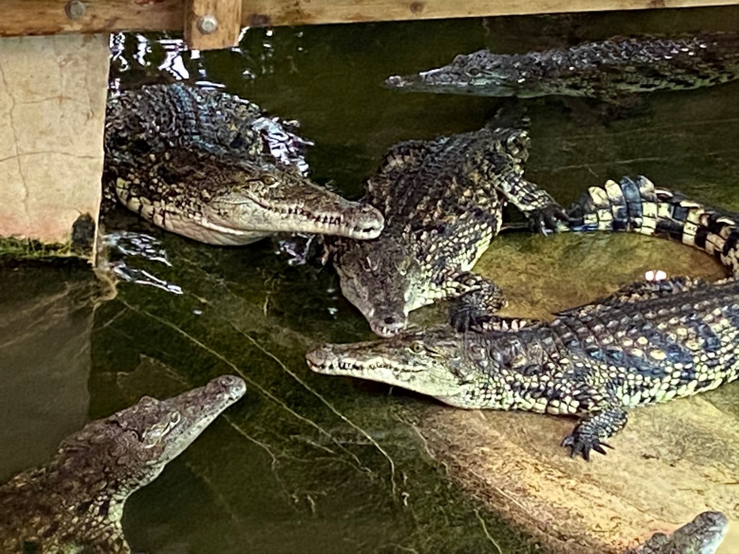 Nile crocodiles 231119
