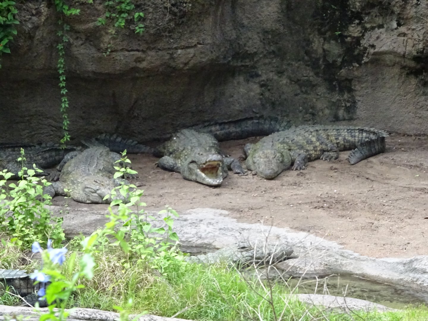 Nile Crocodiles at Disney's Animal Kingdom (2014)