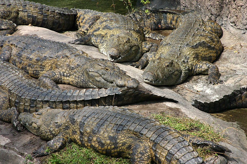 Nile crocodiles at Disneys Animal Kingdom 22/03/05