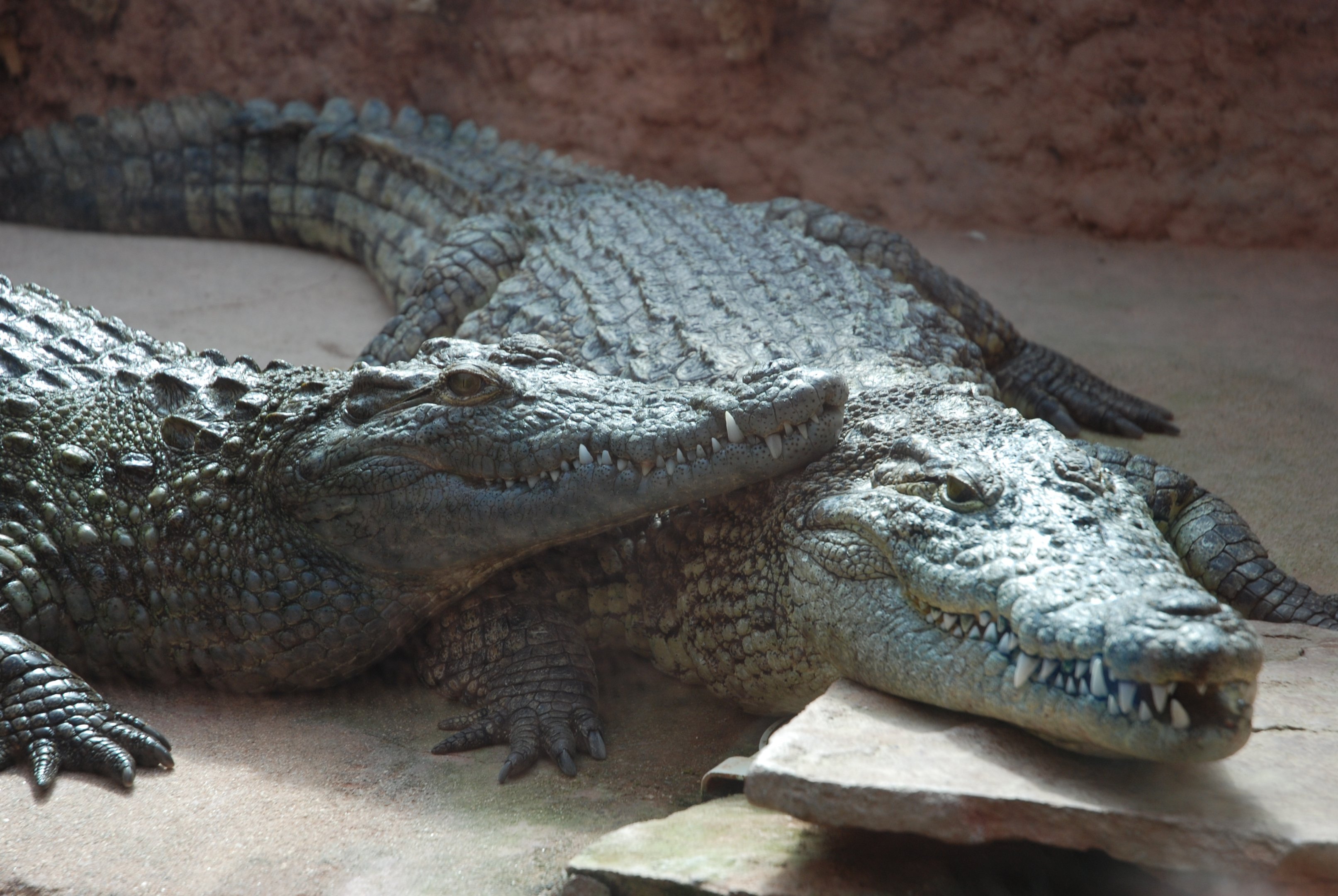 Nile Crocodiles at Safari Madrid, 19th May 2022