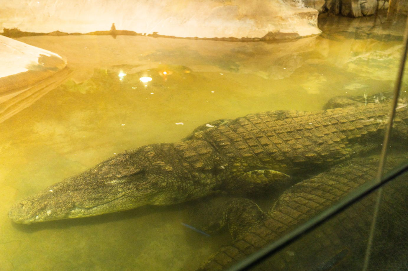 Nile Crocodiles couple in water