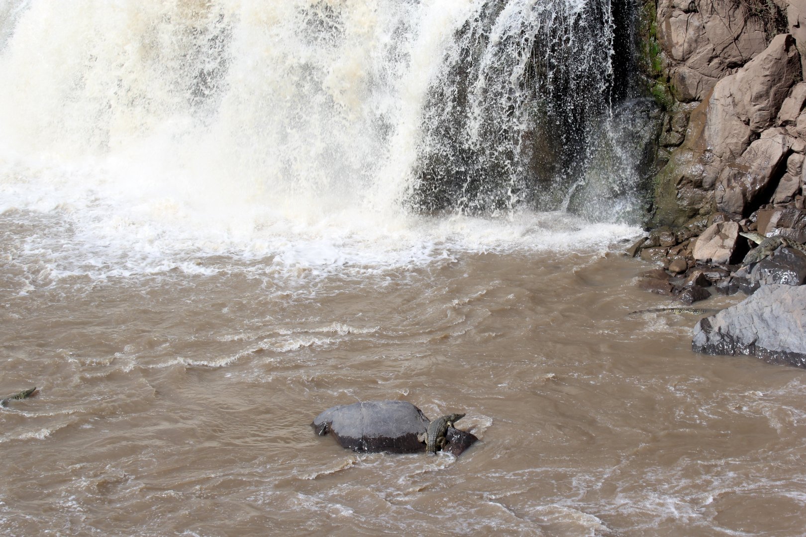 Nile Crocodiles (Crocodylus niloticus) and waterfall