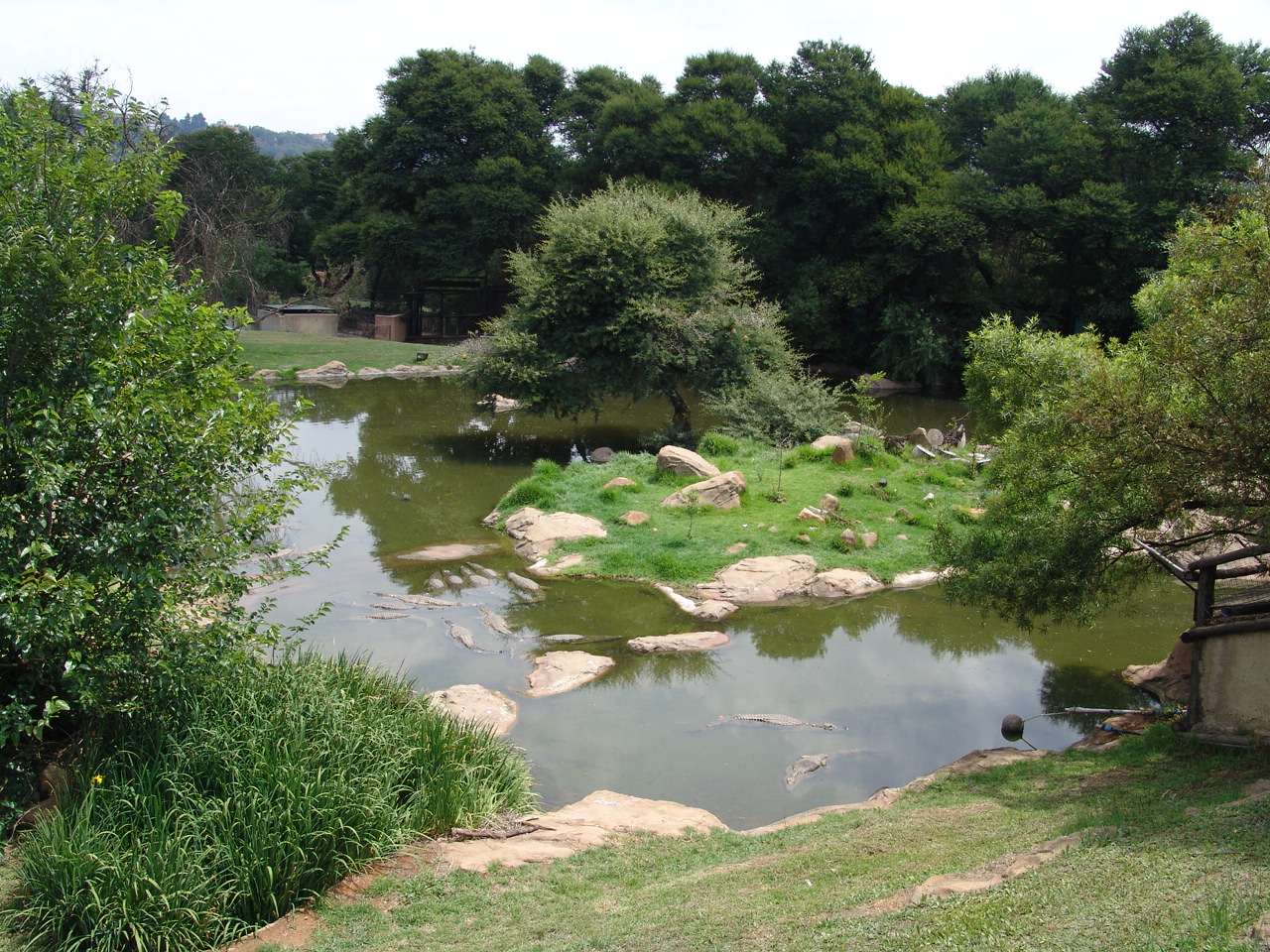 Nile Crocodile's (Crocodylus niloticus) exhibit