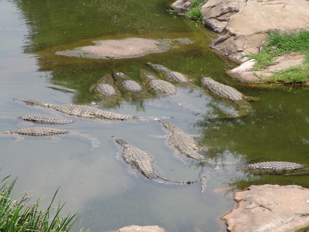 Nile Crocodiles (Crocodylus niloticus)