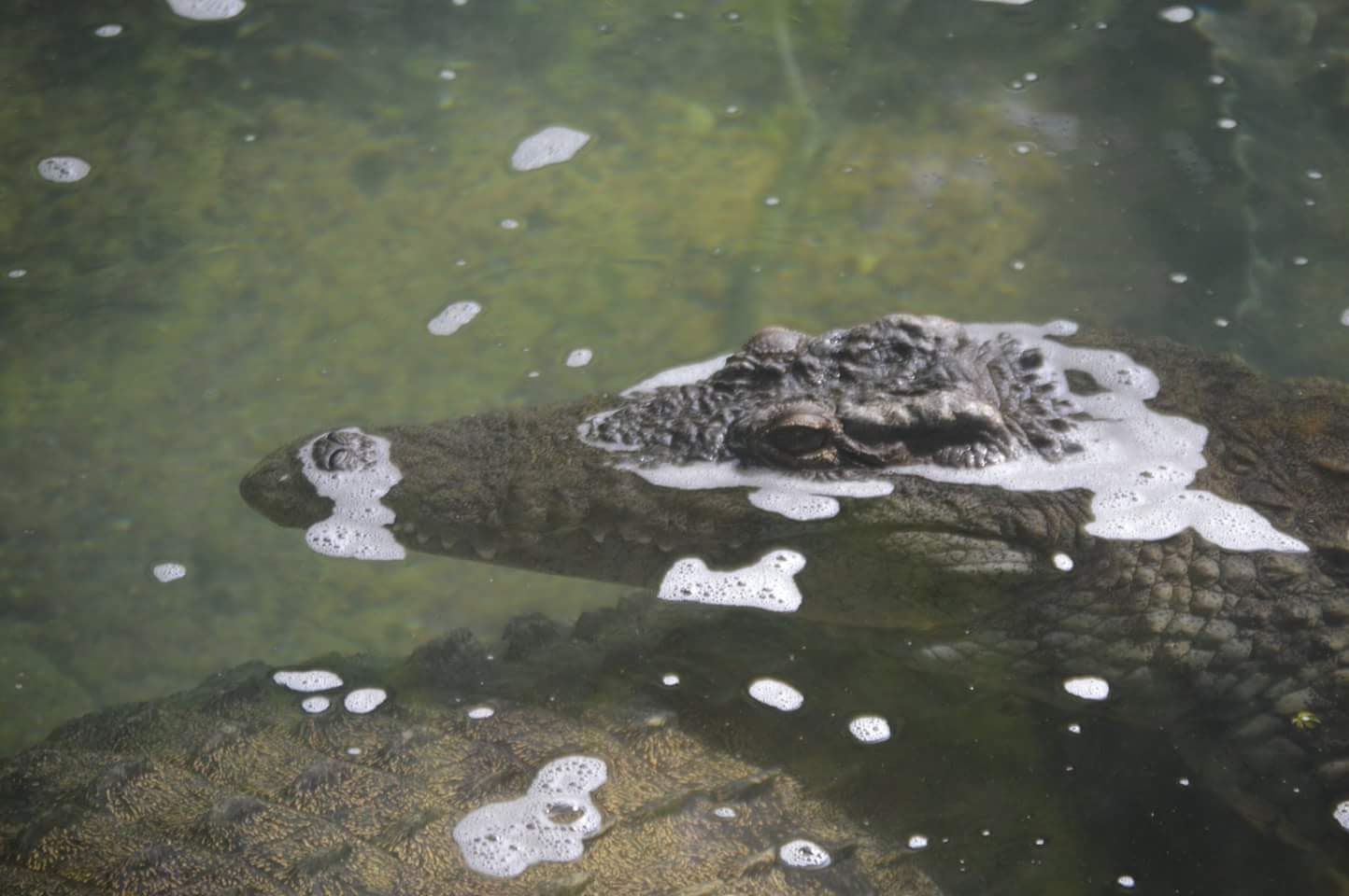 Nile Crocodiles (Crocodylus niloticus)