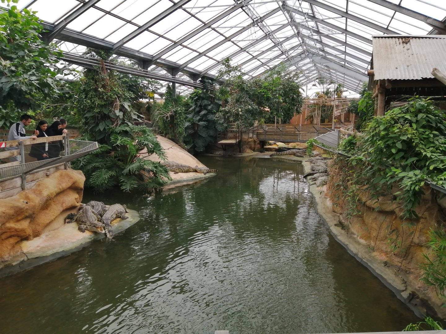 Nile Crocodiles exhibit (Main pool)