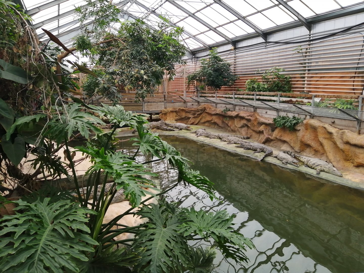 Nile Crocodiles exhibit (Main pool)