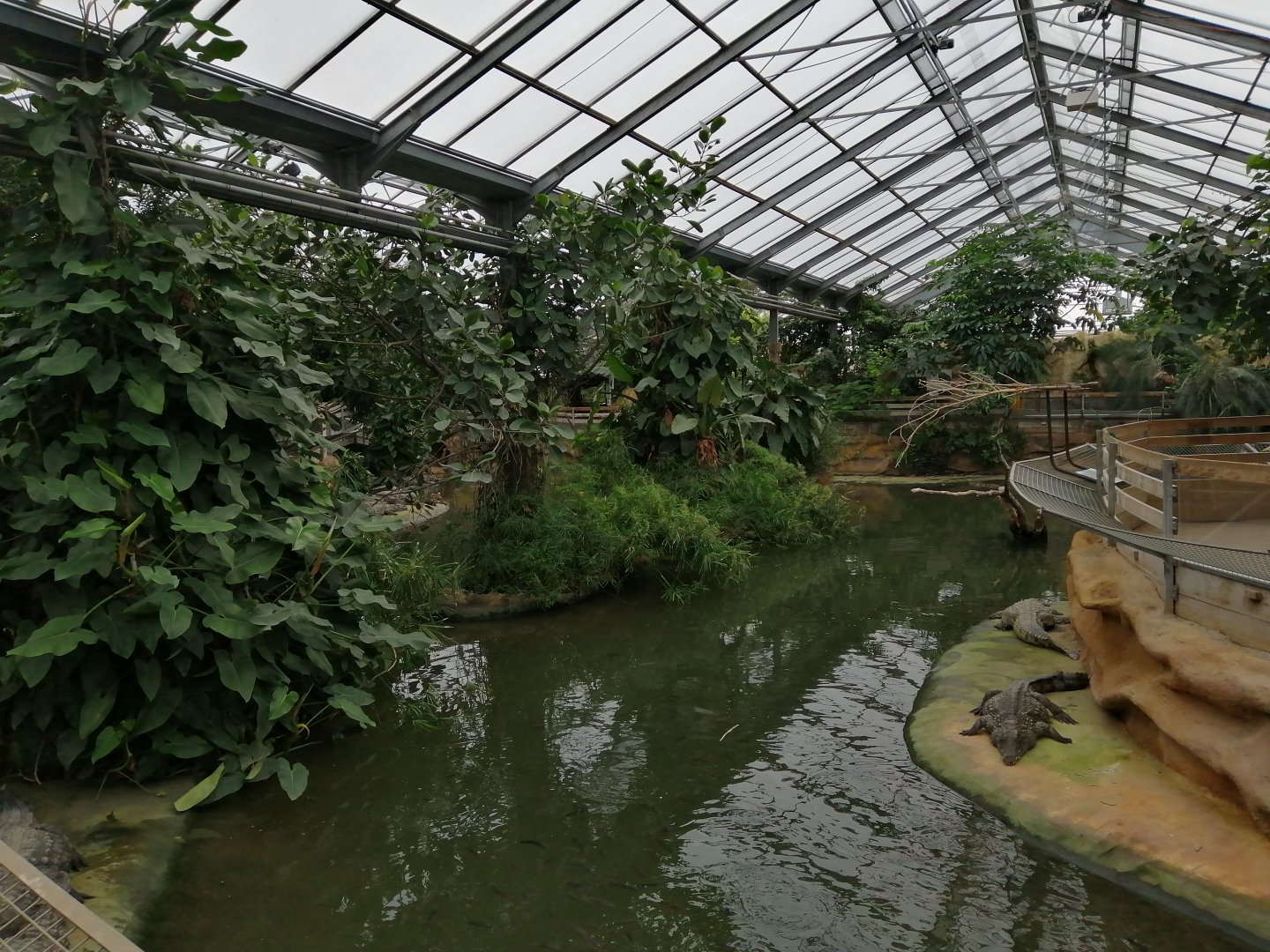 Nile Crocodiles exhibit (Main pool)