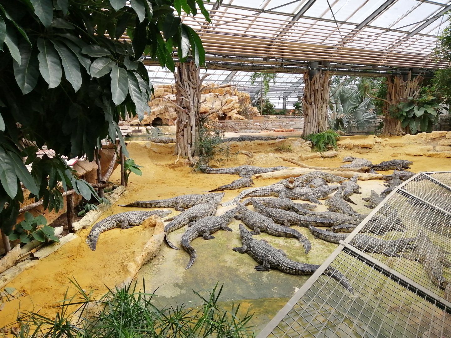 Nile Crocodiles exhibit (Main pool)