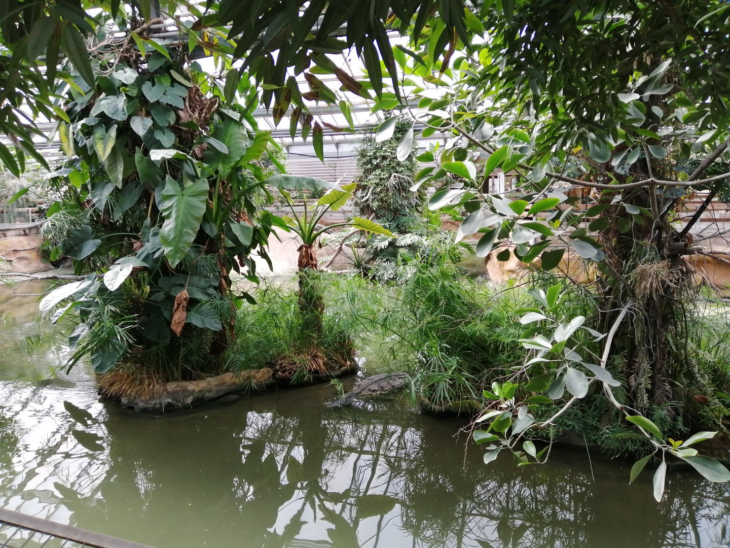 Nile Crocodiles exhibit (Main pool)