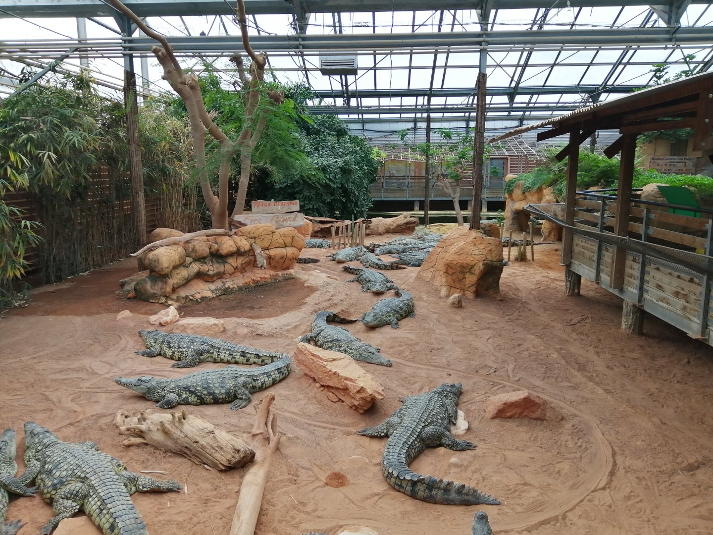 Nile Crocodiles exhibit (Main pool)