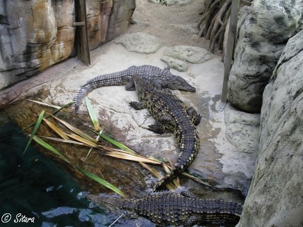 Nile crocodiles gathering