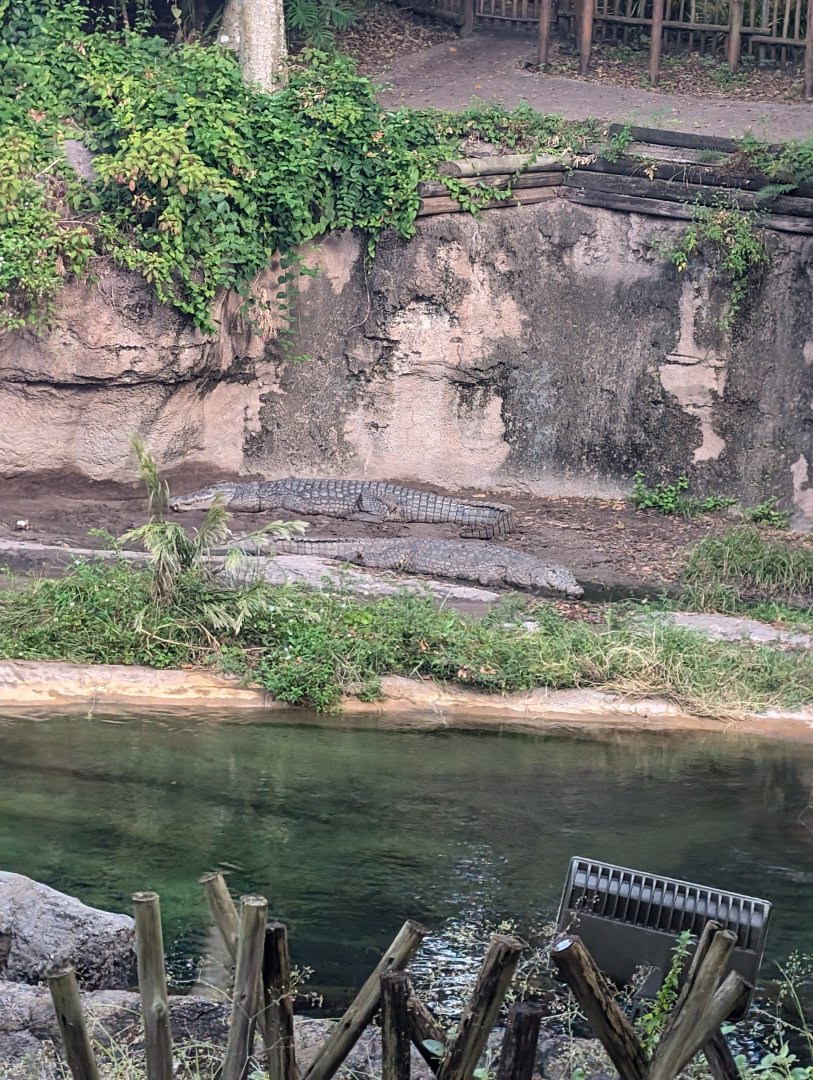 Nile Crocodiles - Kilimanjaro Safari