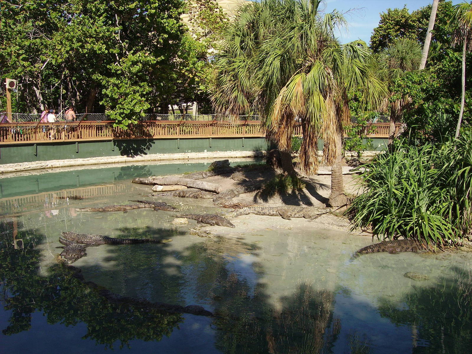 Nile Crocodiles - Miami Seaquarium
