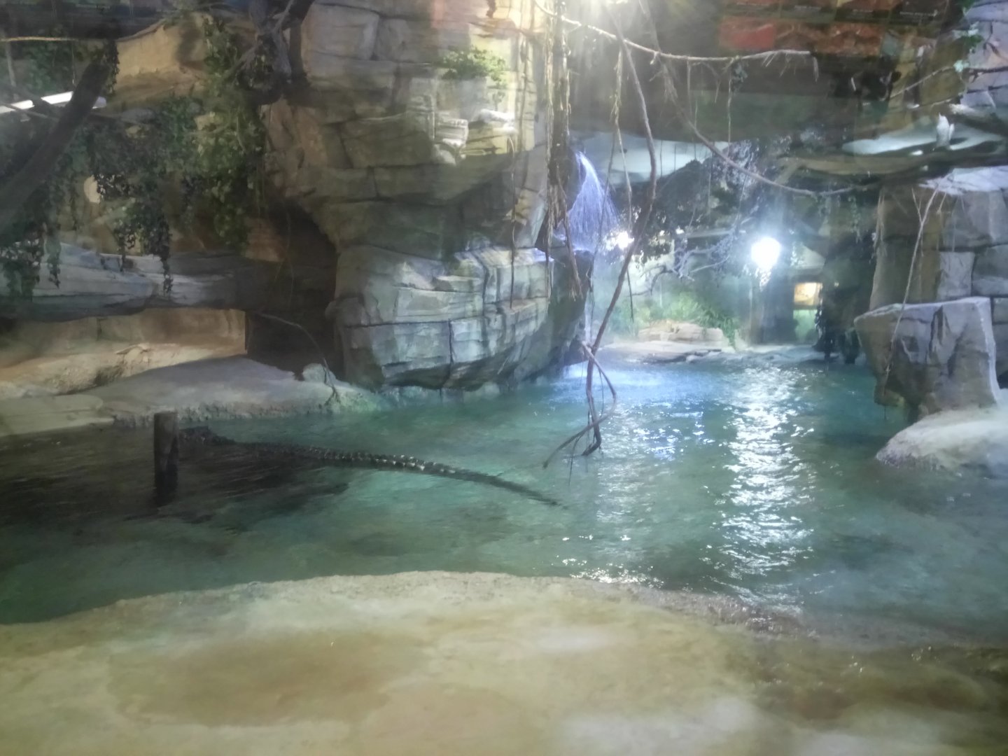 Nile Crocodiles Terrarium