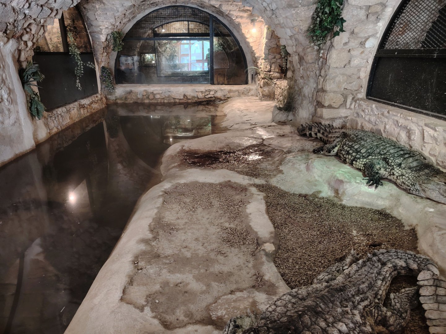 Nile Crocodiles Terrarium