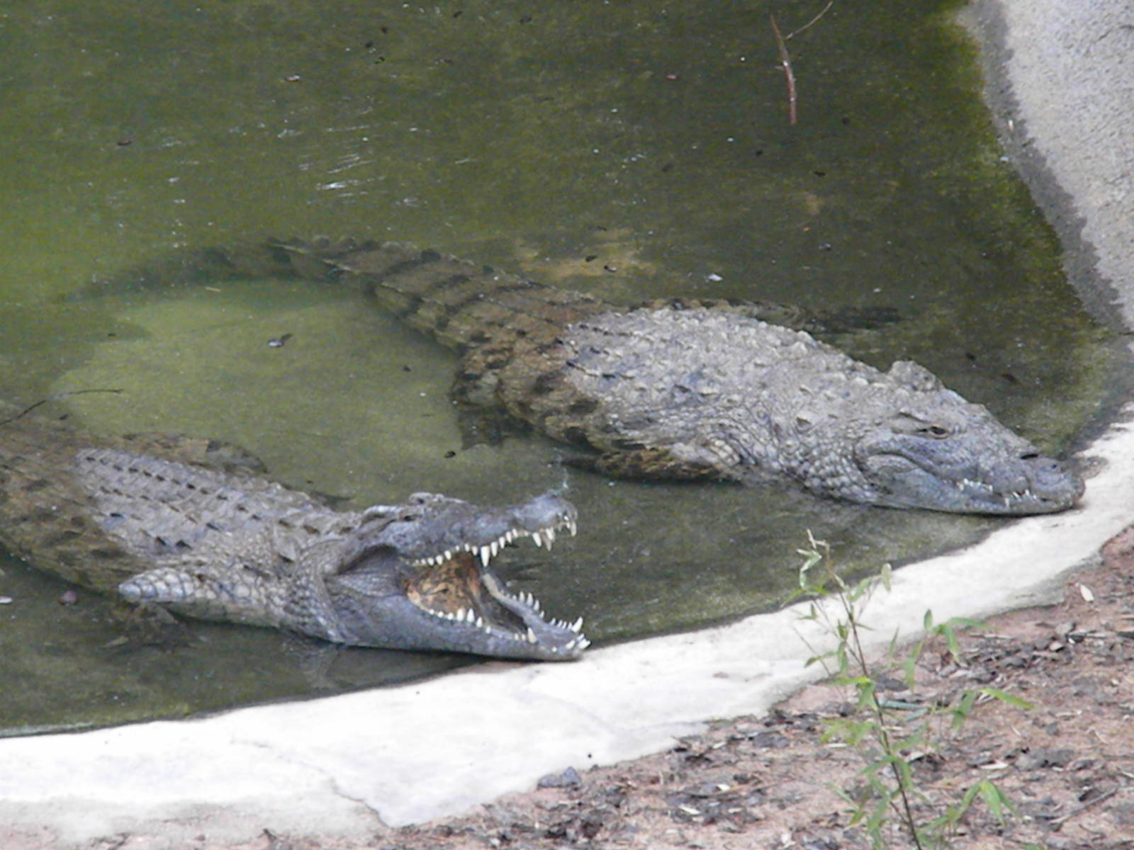 Nile Crocodiles
