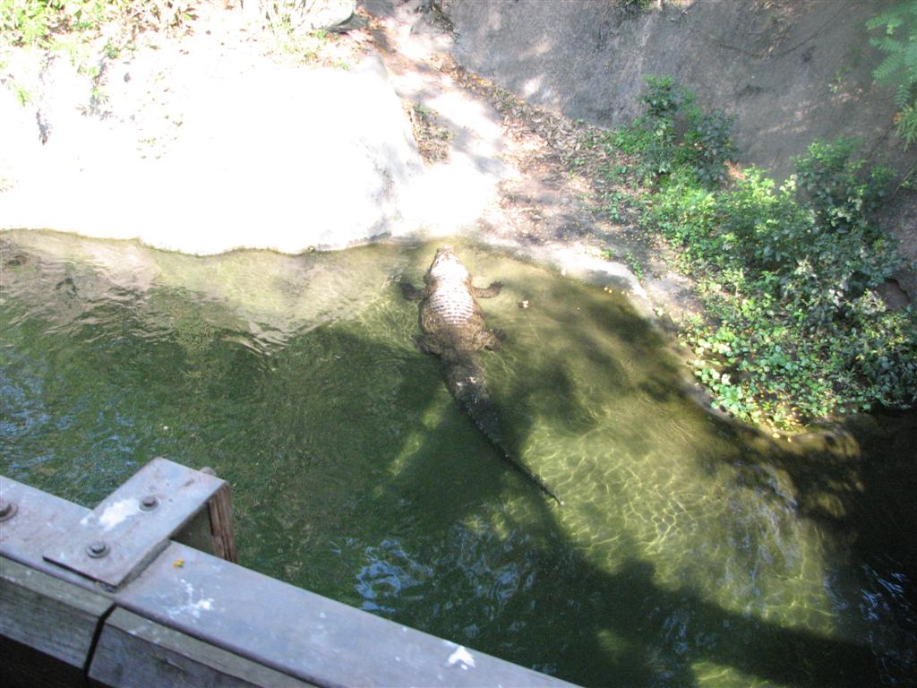 Nile Crocodiles