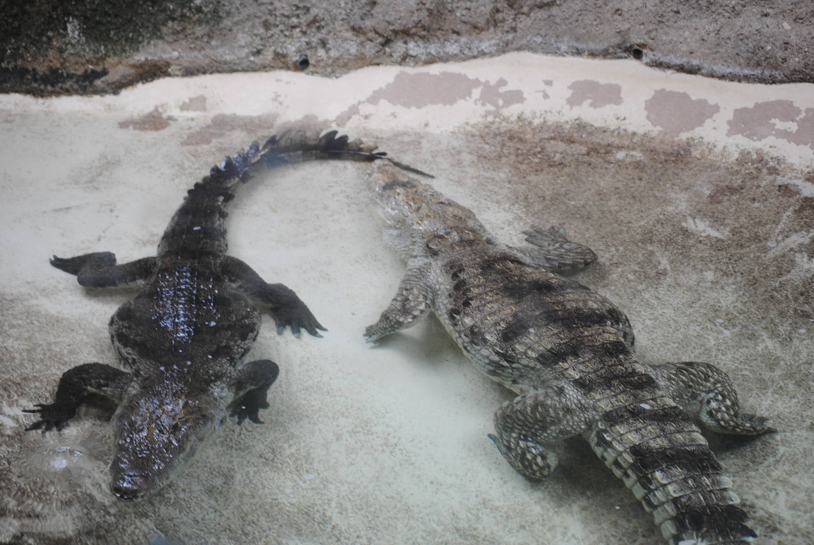 Nile Crocodiles
