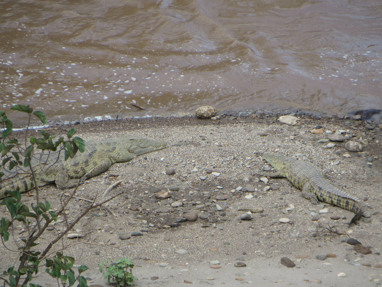 Nile crocodiles