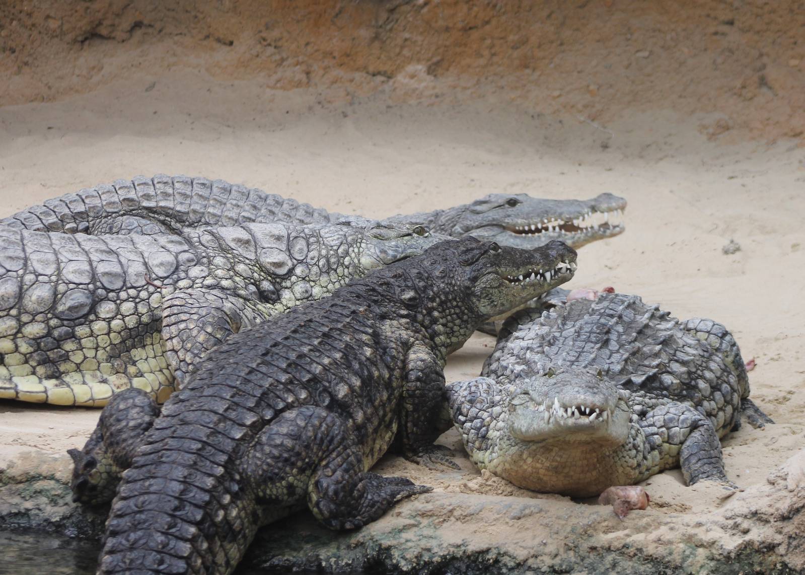 Nile crocodiles