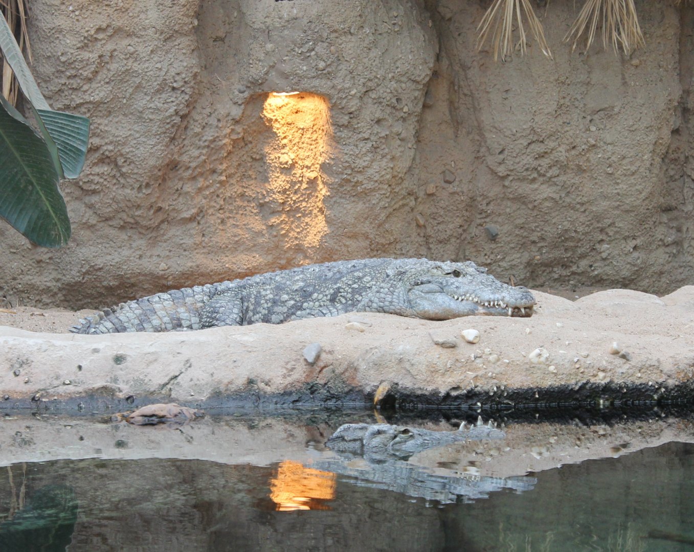 Nile crocodiles
