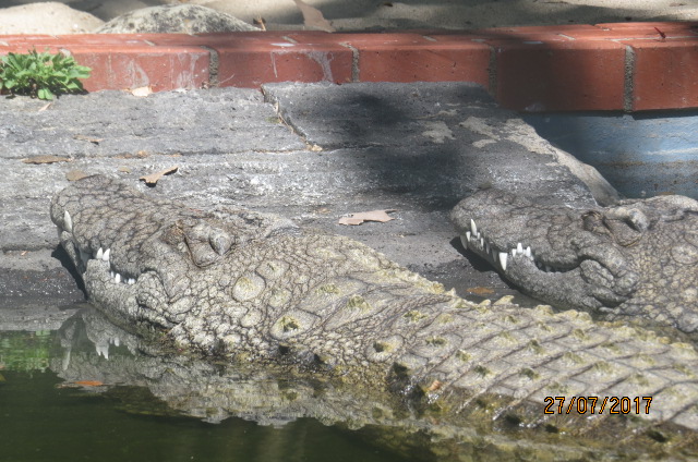 Nile Crocodiles