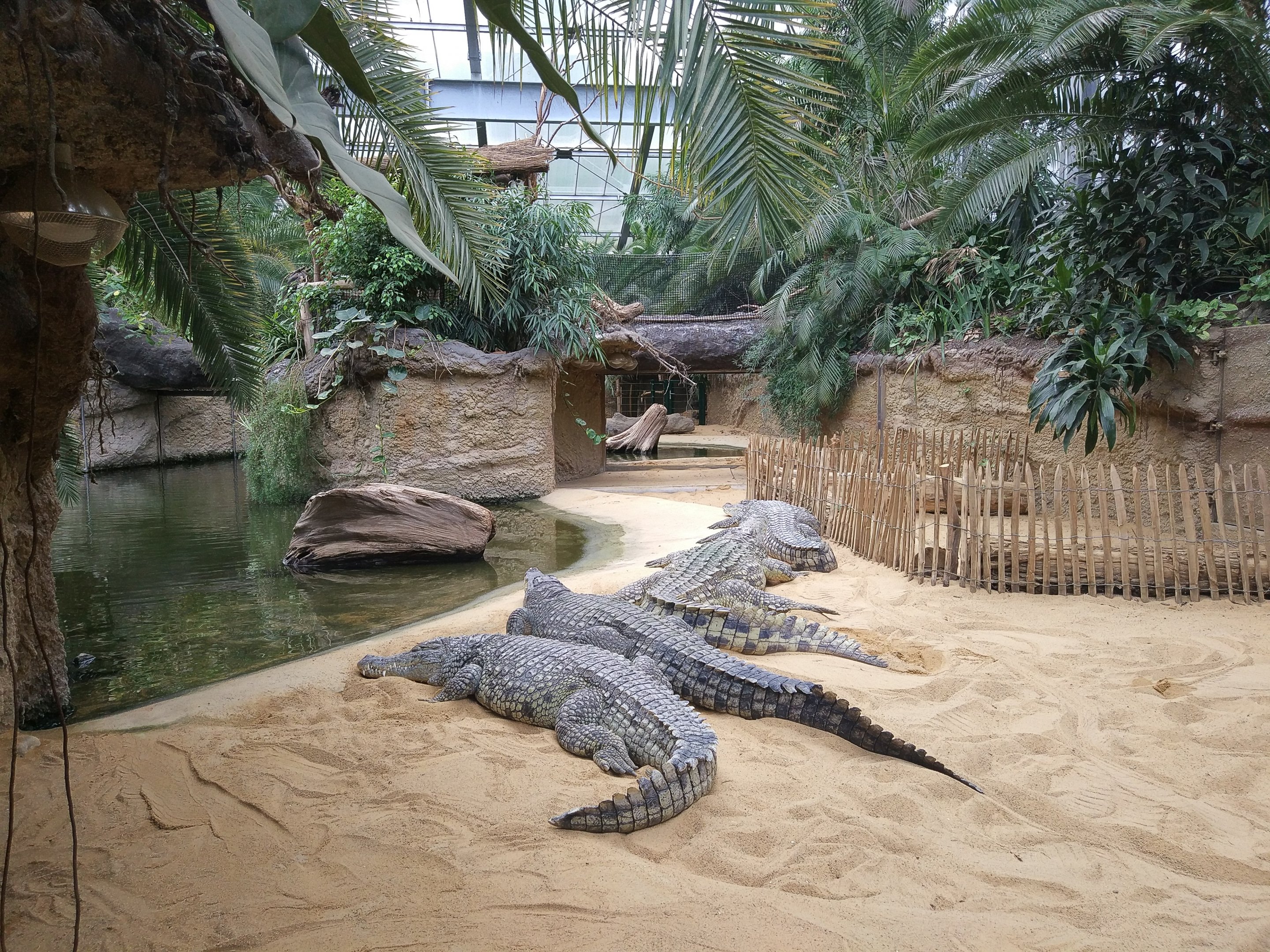 Nile Crocodiles