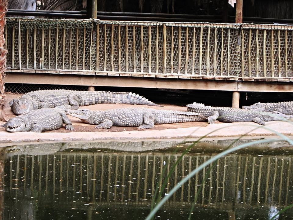 Nile Crocodiles