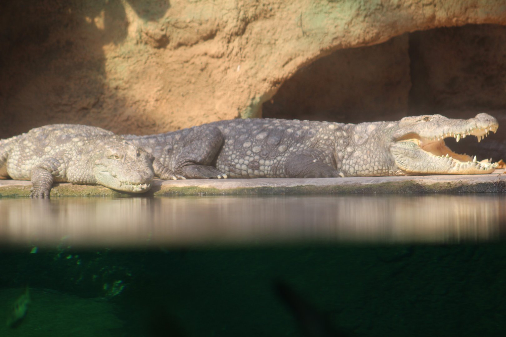 Nile Crocodiles