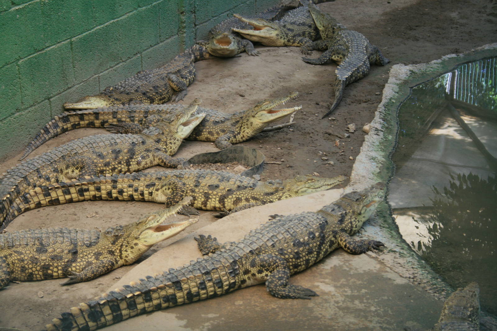 nile crocodiles