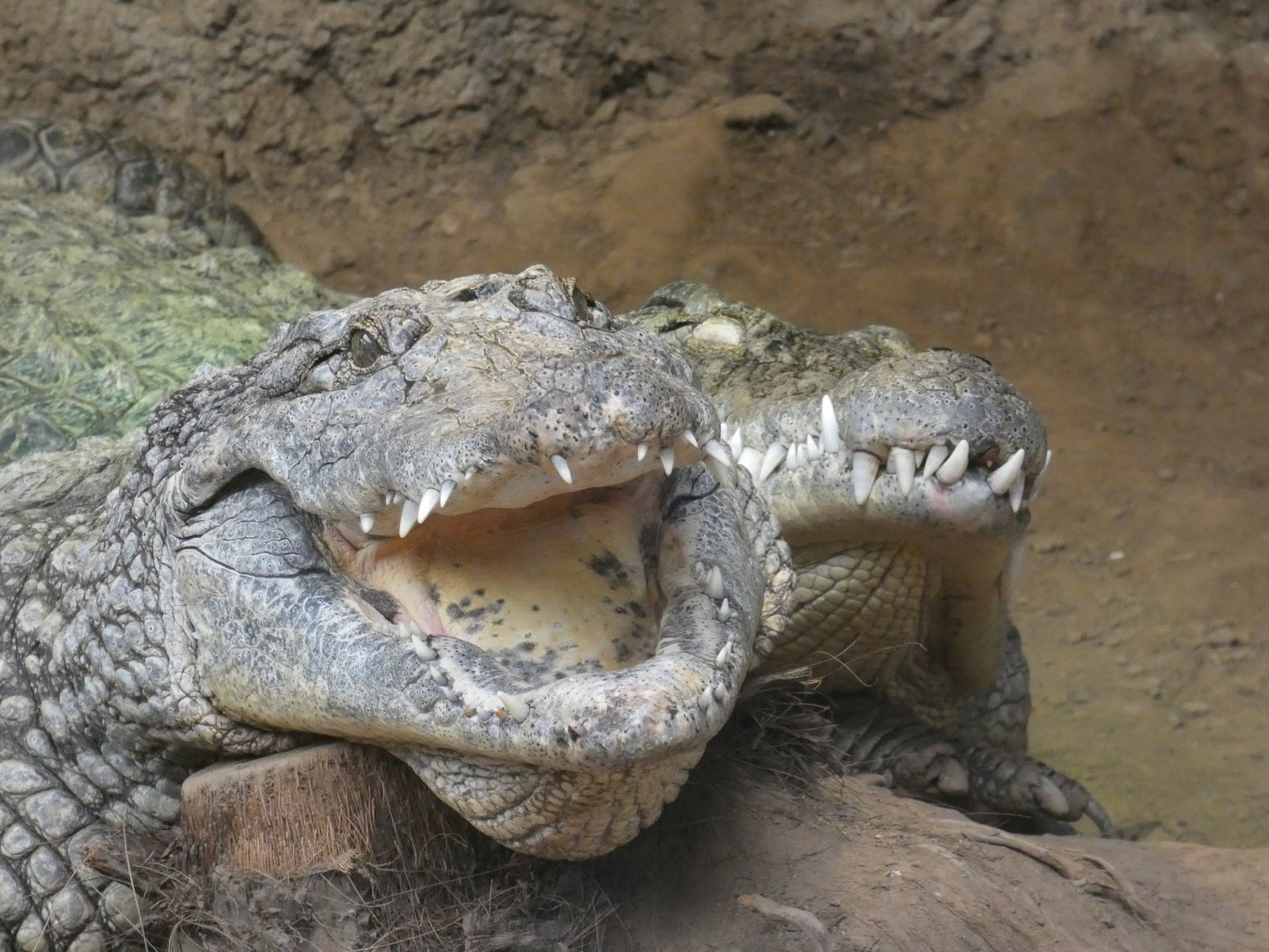 Nile Crocodiles