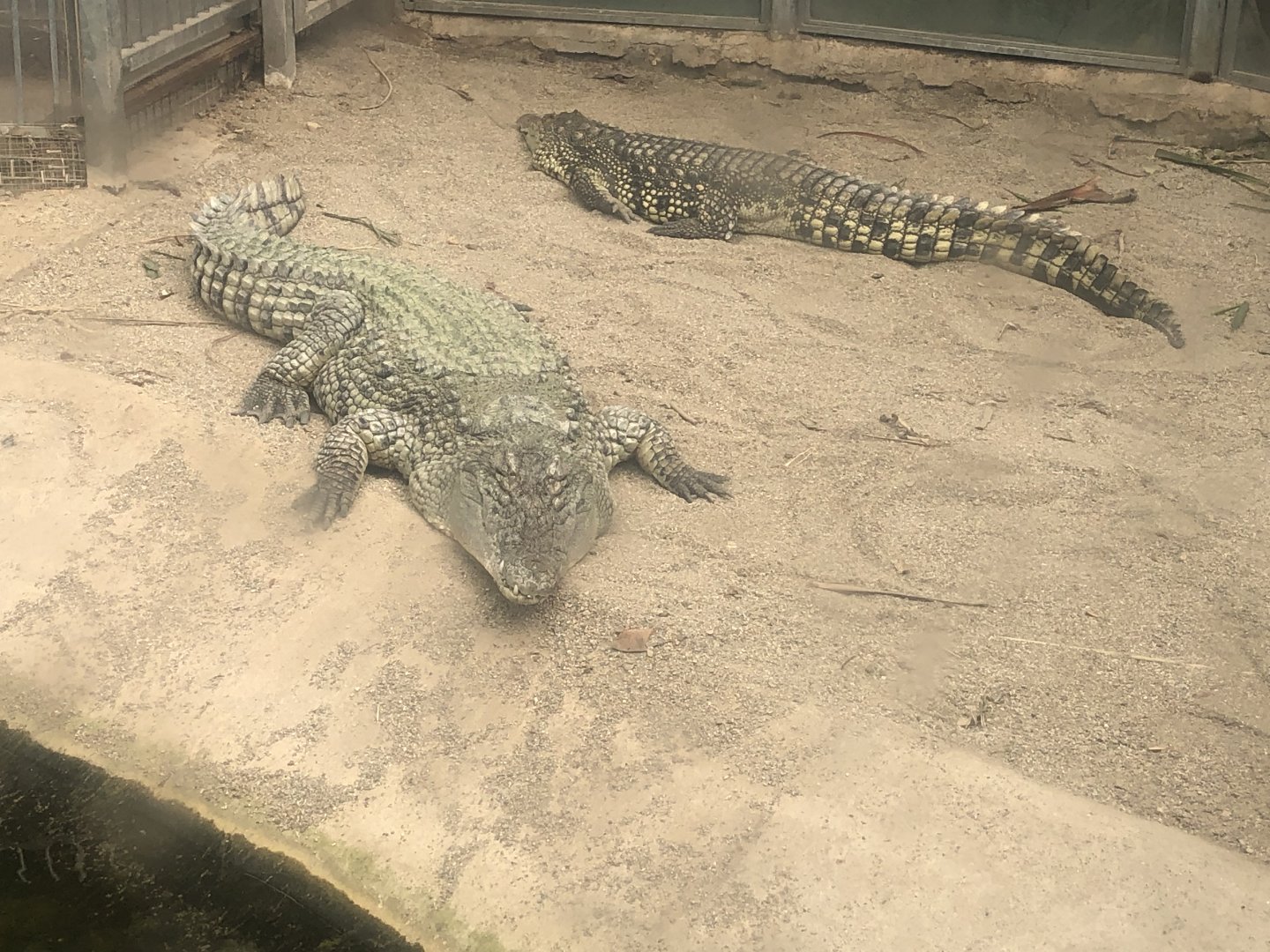 Nile(?) Crocodiles
