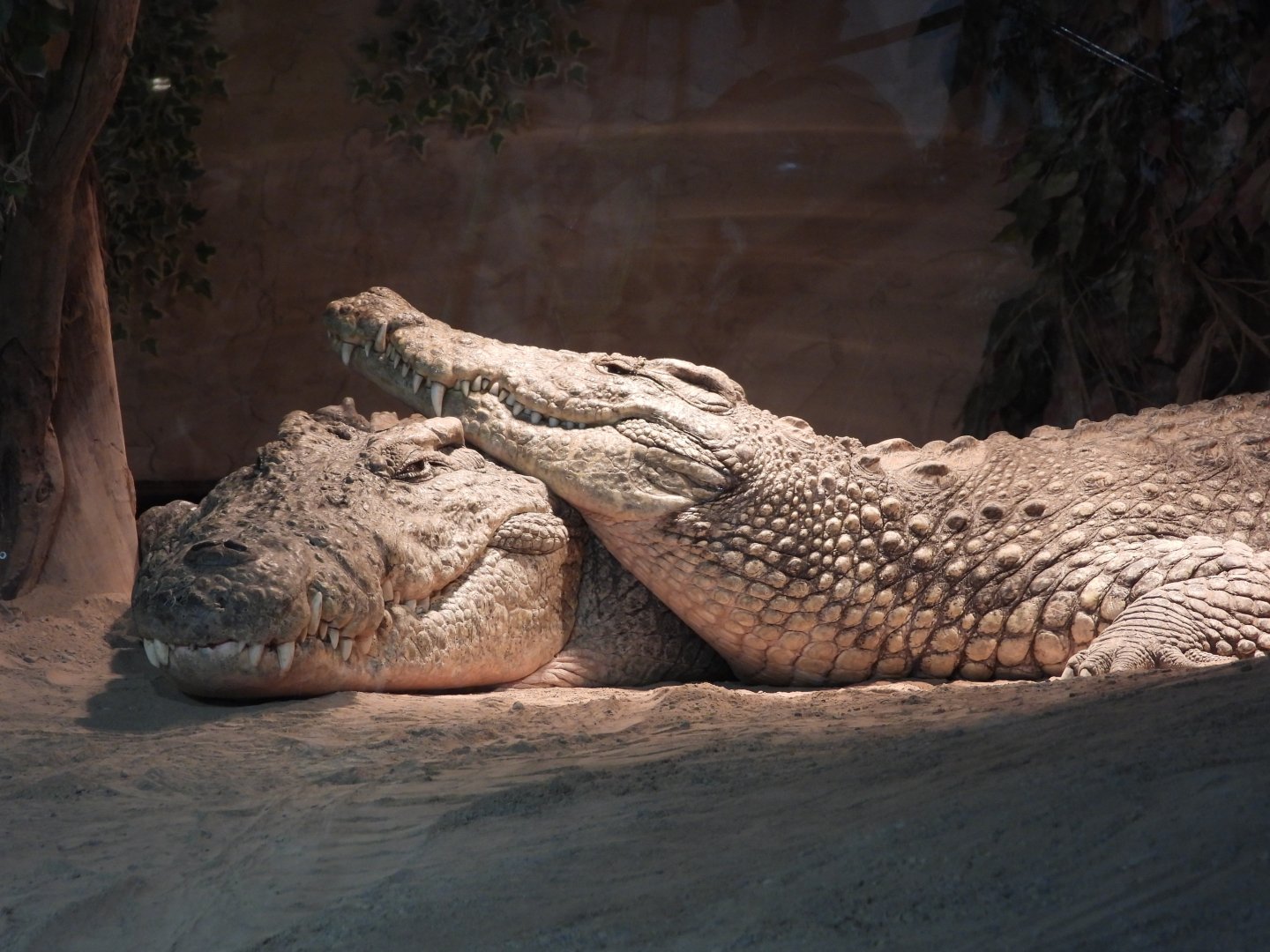Nile crocodiles