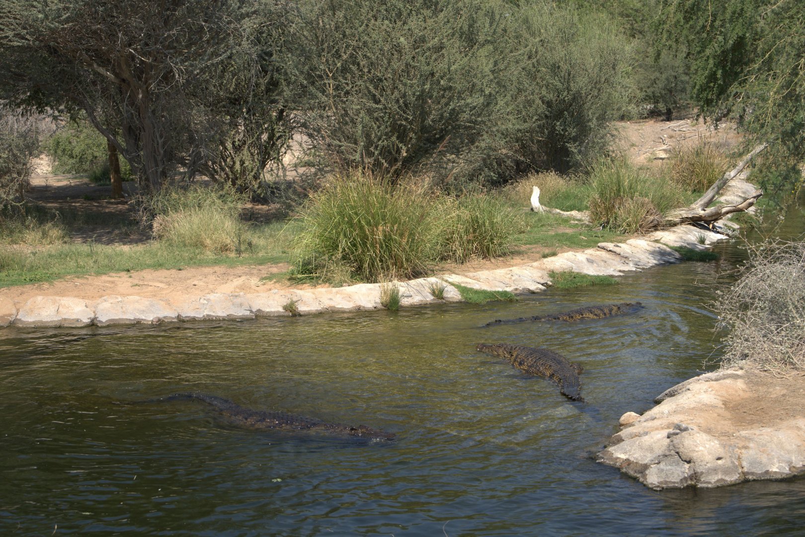 Nile Crocodiles
