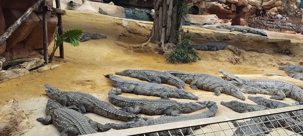 Nile crocs basking (Aug 2020)