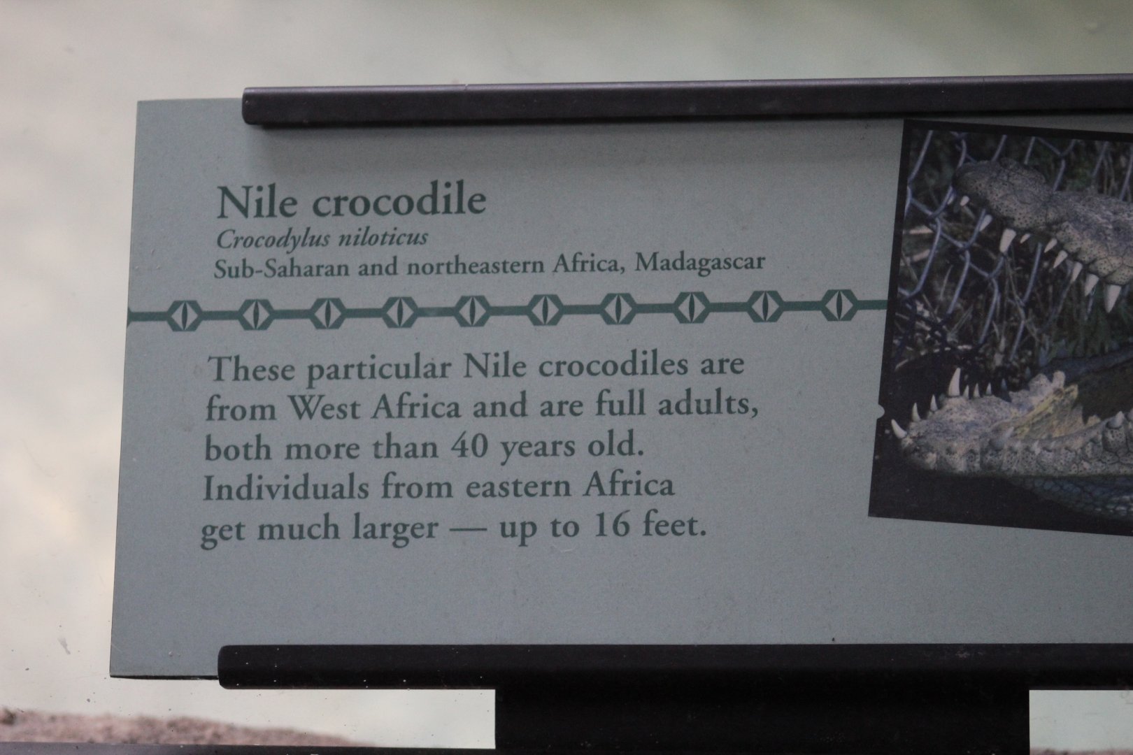 Nile (Desert) Crocodile Signage