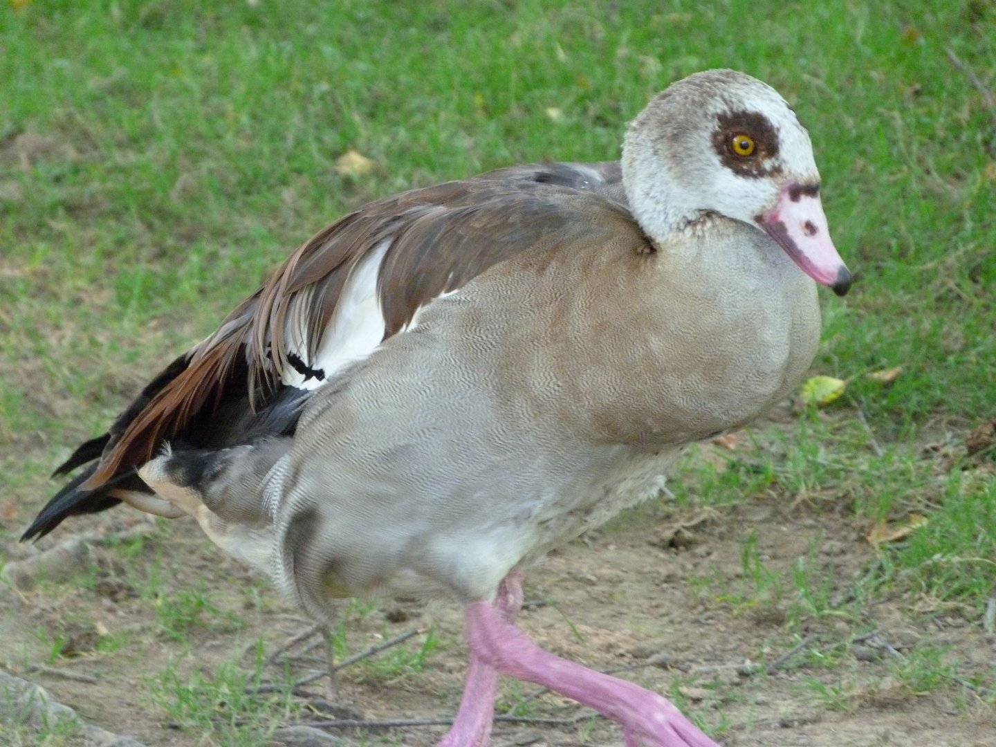 Nile goose -Zoo d'Asson (2025)