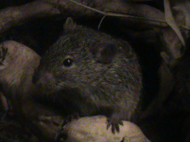 nile grass rat 140911