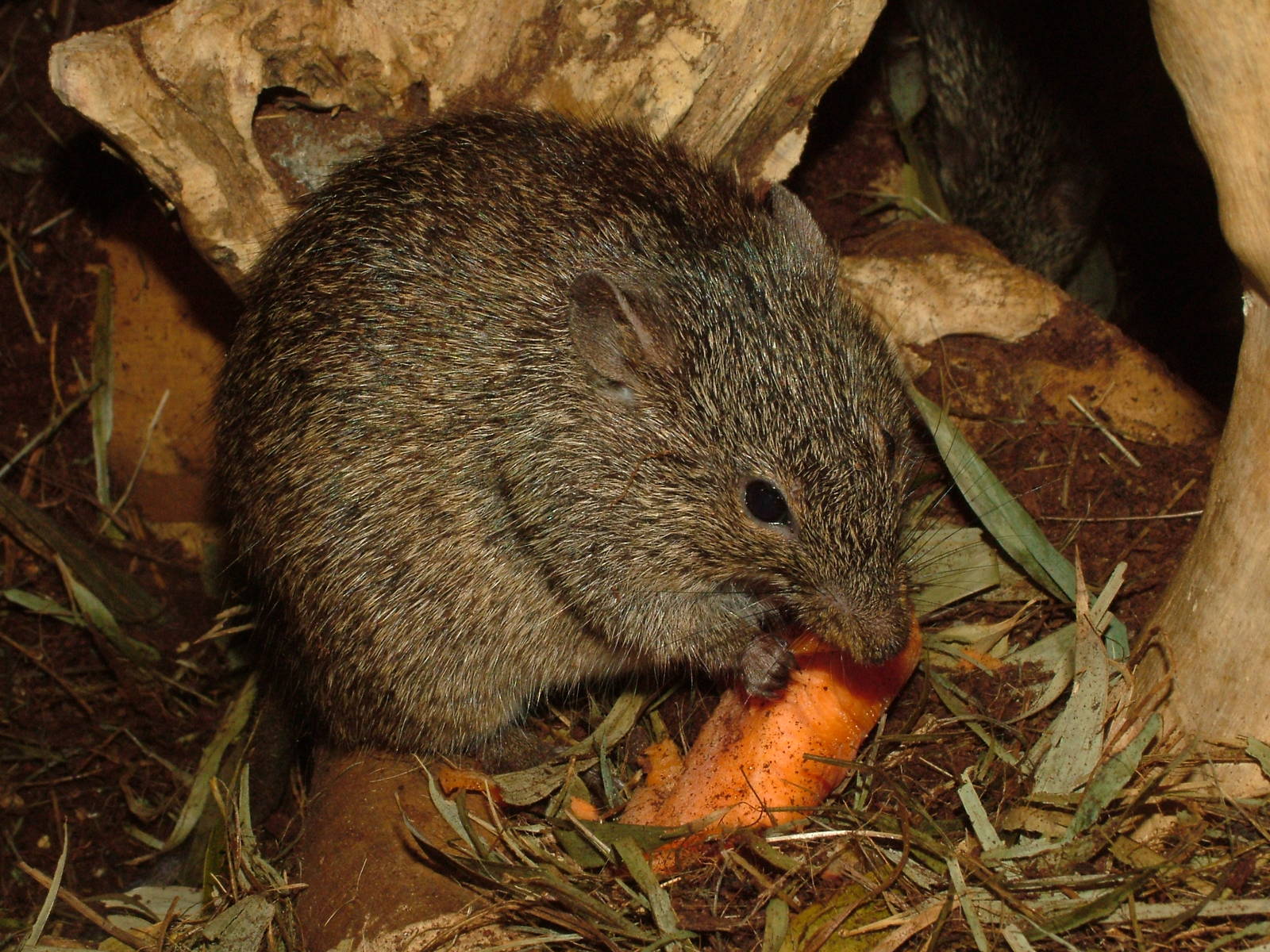 Nile Grass Rat at Prague, 24/05/10