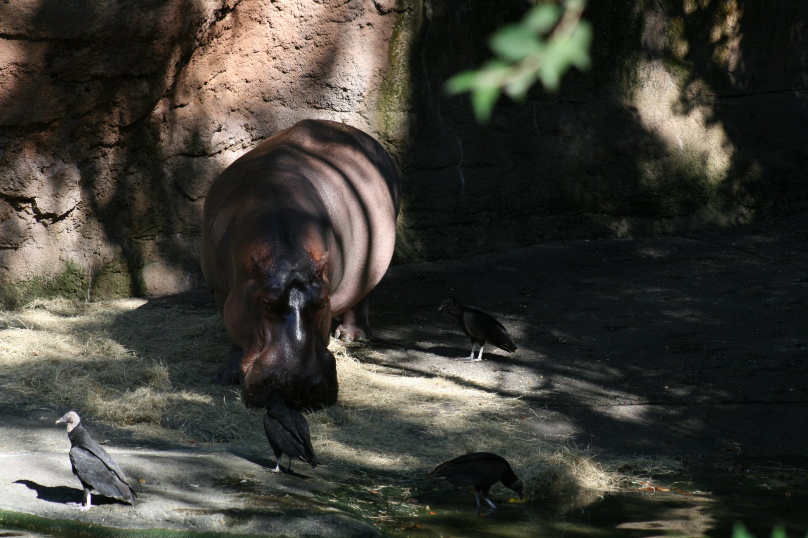 Nile Hippo and Wild Black Vultures(20/2/25)