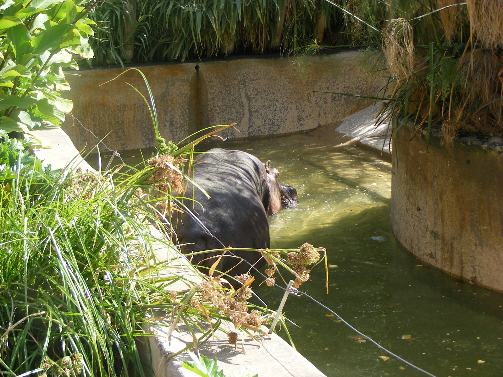 Nile Hippo - April, 2010