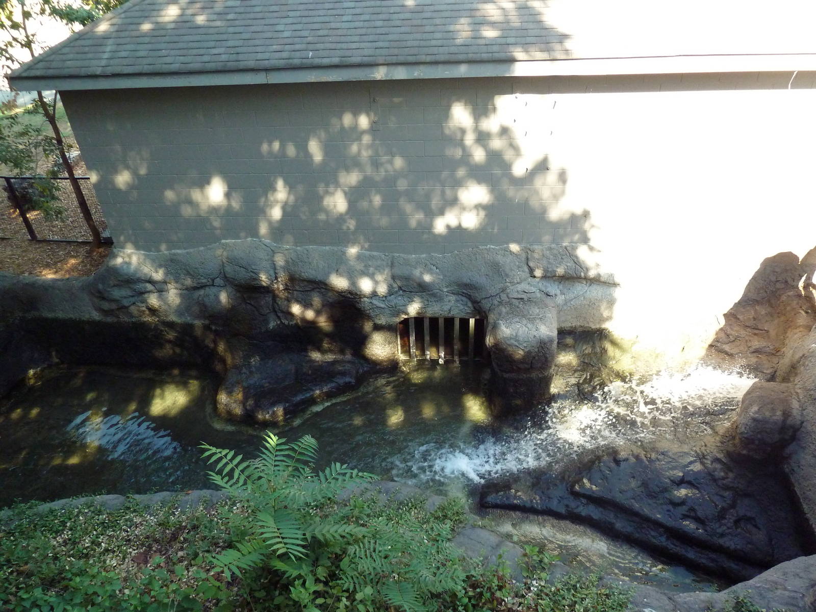 Nile Hippo Exhibit - Tiny Pool