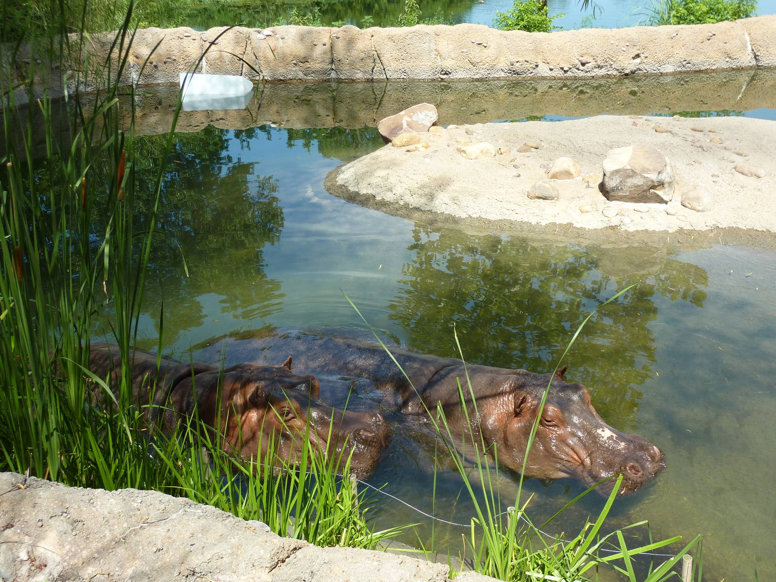 Nile Hippo Exhibit