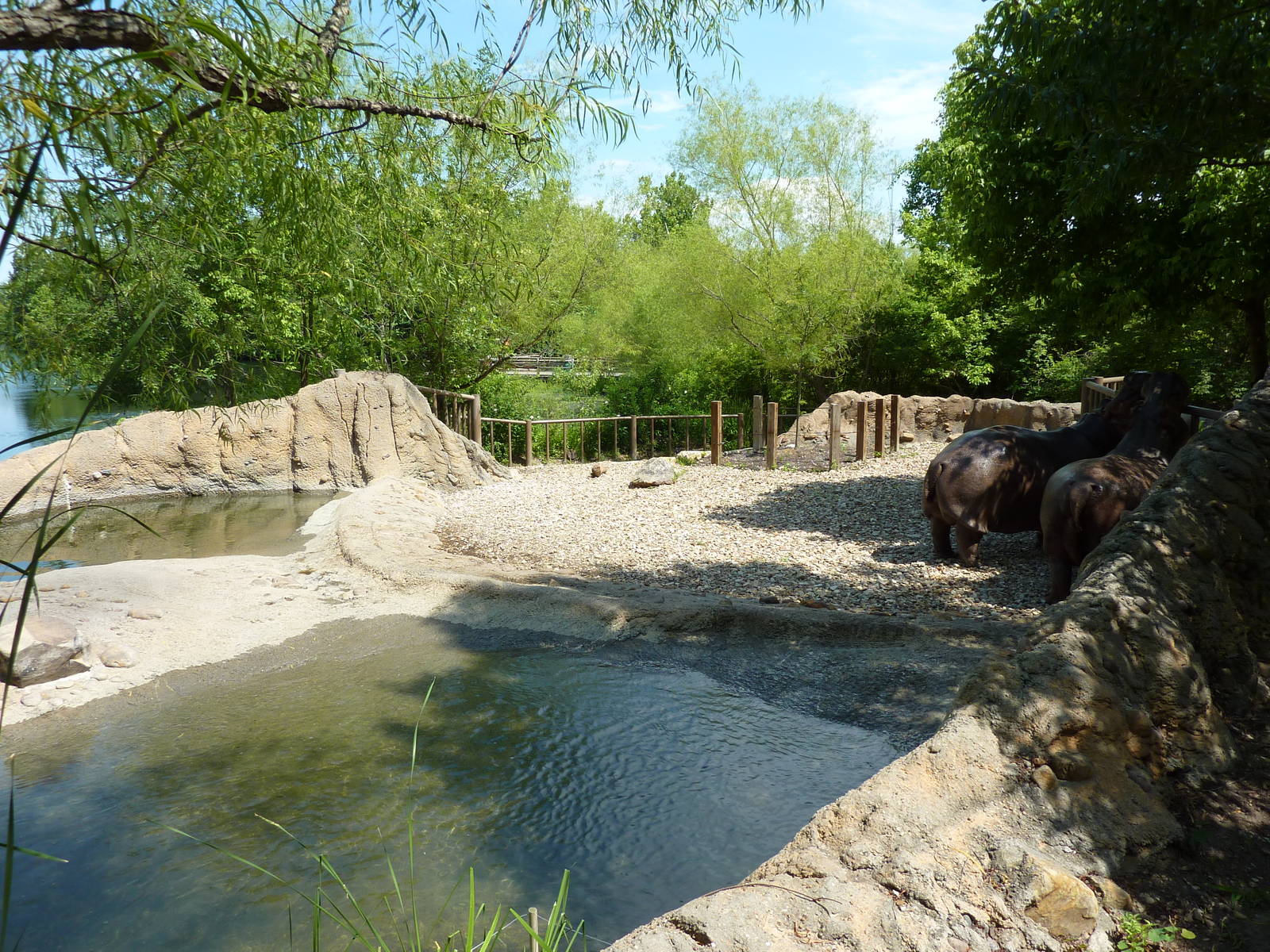 Nile Hippo Exhibit