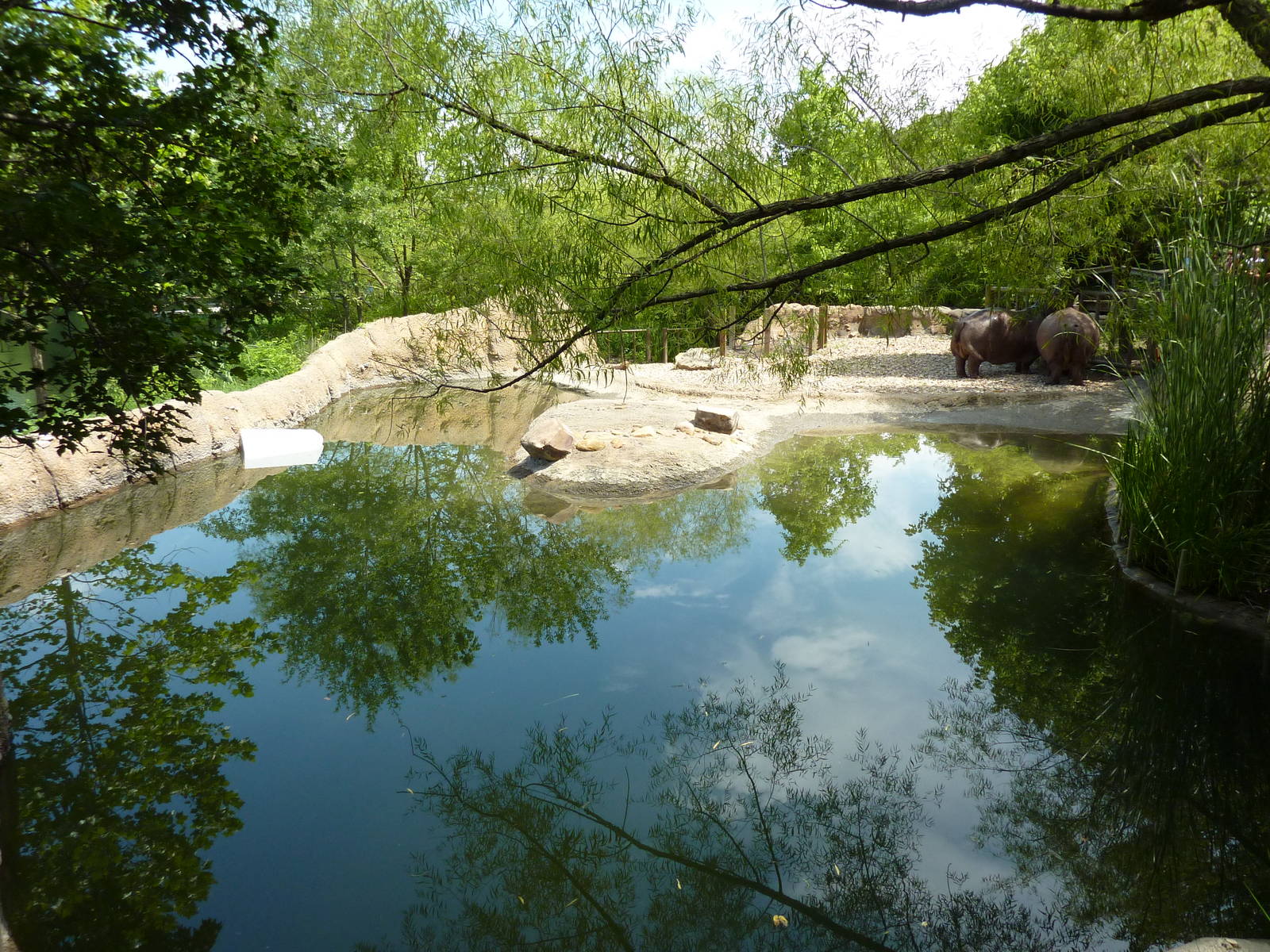 Nile Hippo Exhibit