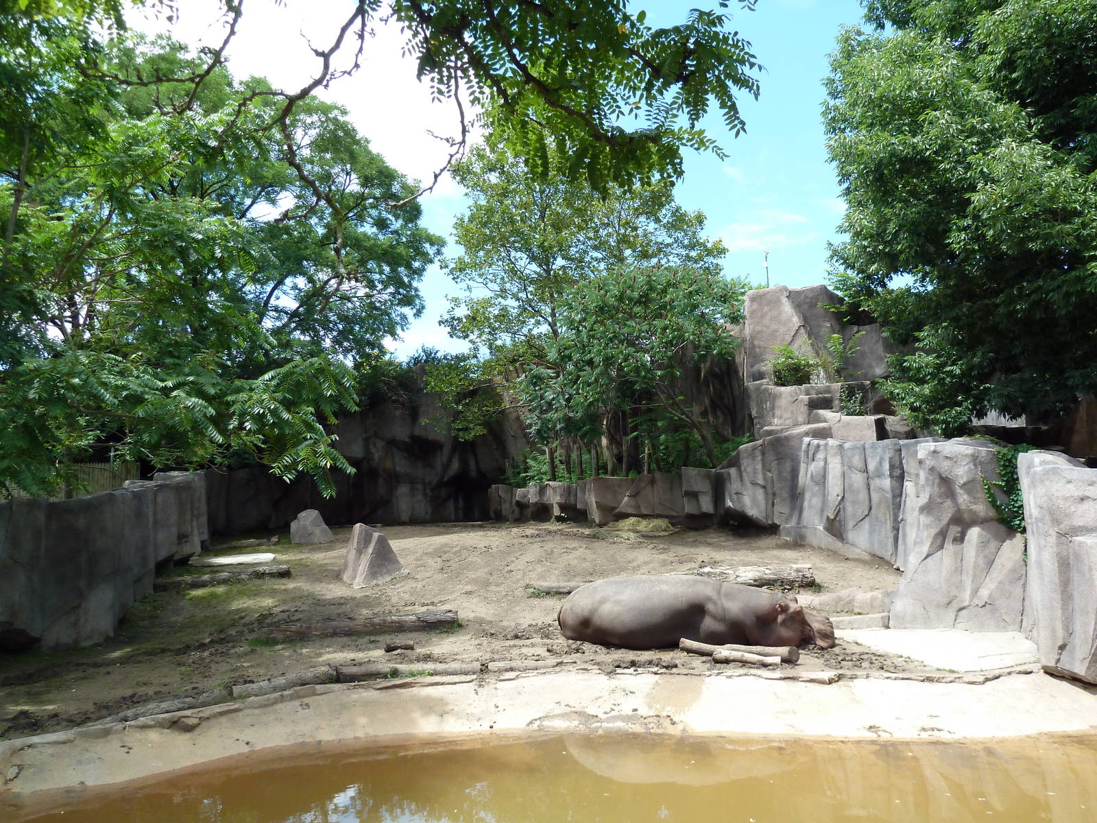 Nile Hippo Exhibit