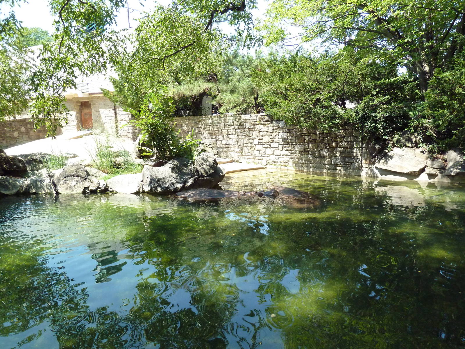 Nile Hippo Exhibit