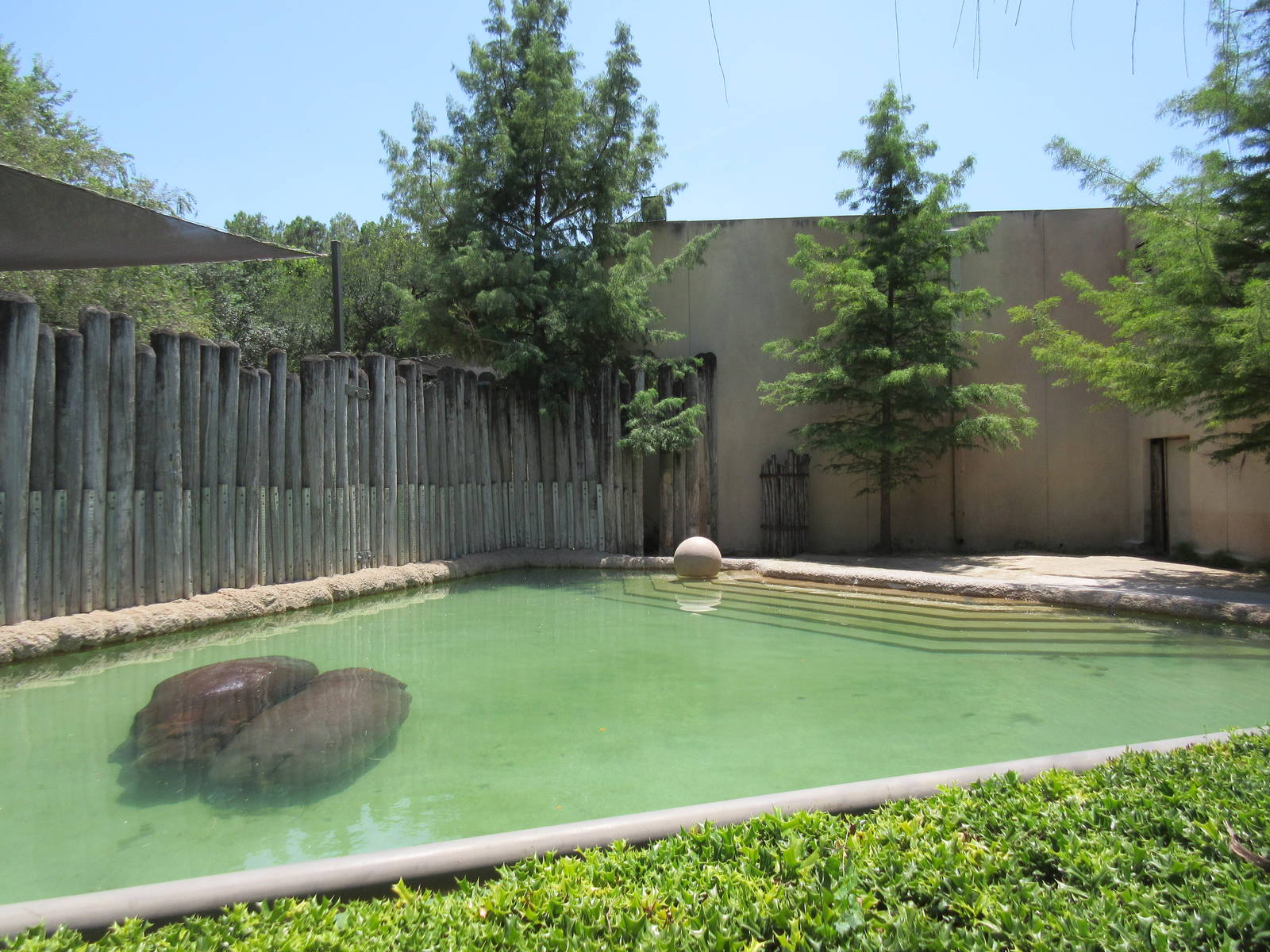 Nile Hippo Exhibit