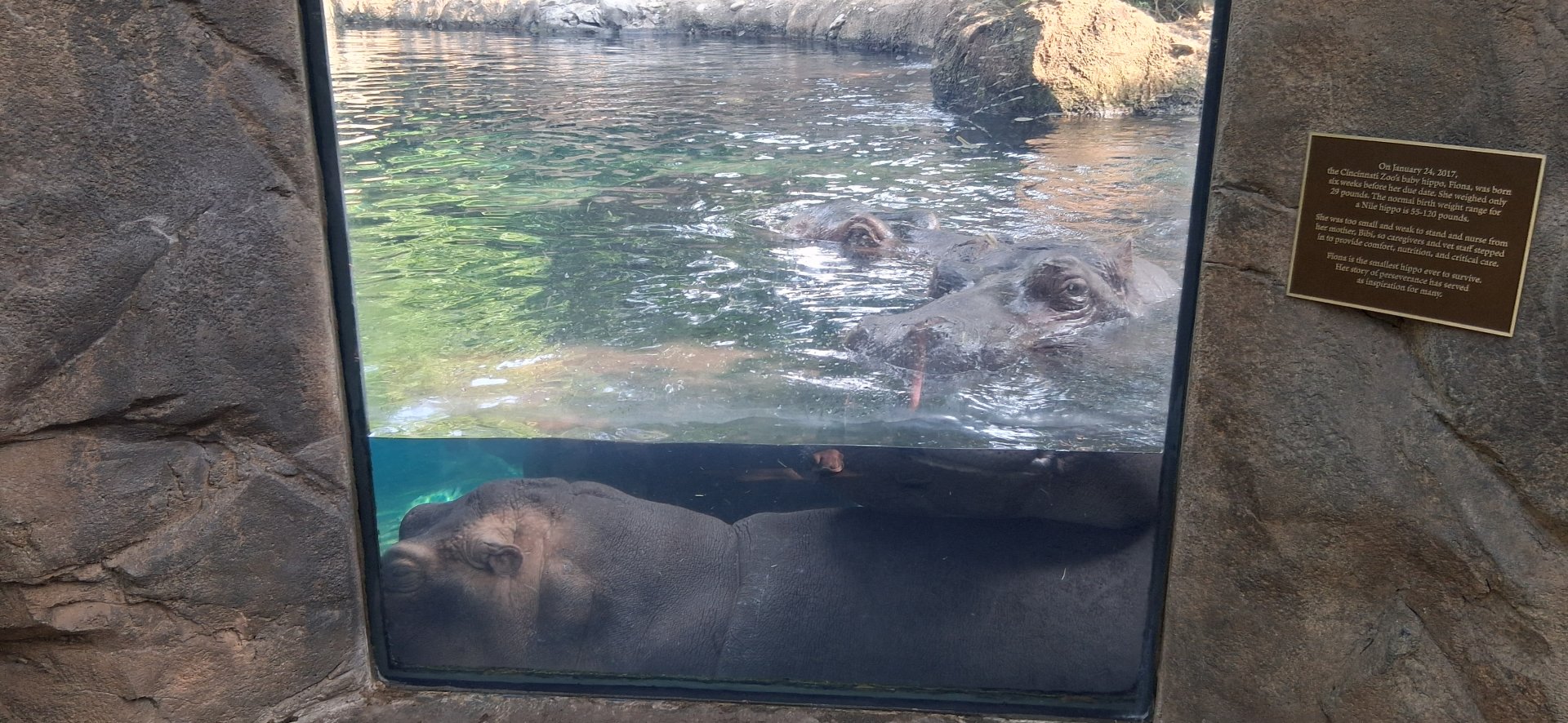 Nile Hippo family at the window at the cincinnati zoo